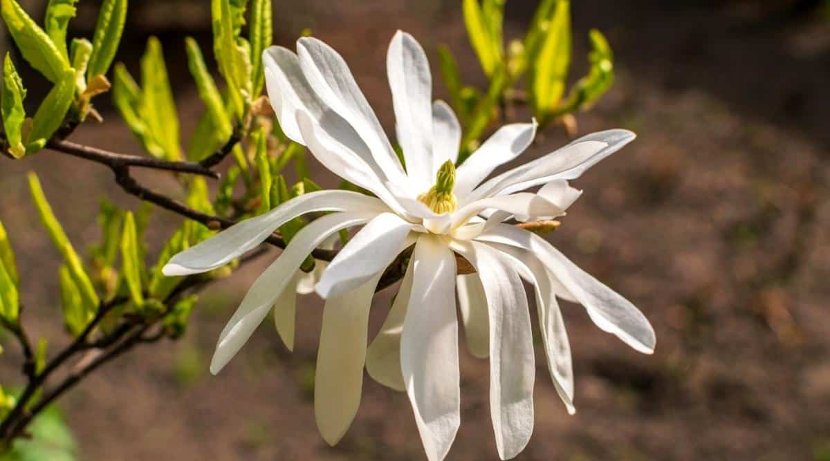 Primer plano de una gran flor blanca Magnolia Stellata 'Royal Star' en una rama con hojas de color verde brillante.  La flor consta de largos pétalos blancos dispuestos en dos filas alrededor de un carpelo verde con estambres amarillos.
