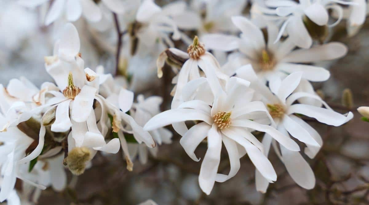 Primer plano de magnolias blancas en forma de estrella densamente florecientes contra un fondo borroso.  Las flores son de tamaño mediano, tienen pétalos dobles largos y angostos de color blanco nieve con un carpelo amarillo en el centro.  Algunos pétalos tienen bordes marrones y marchitos.