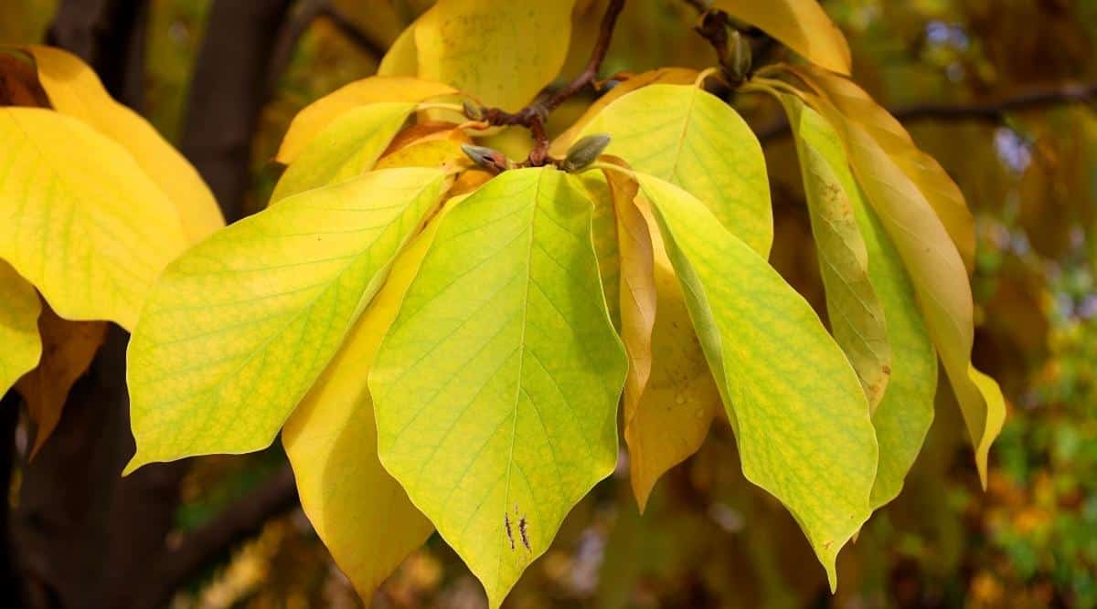 Primer plano de hojas de magnolia amarilla en el jardín de otoño.  Las hojas son grandes, ovaladas con una punta puntiaguda.  También hay pequeñas manchas marrones en las hojas.