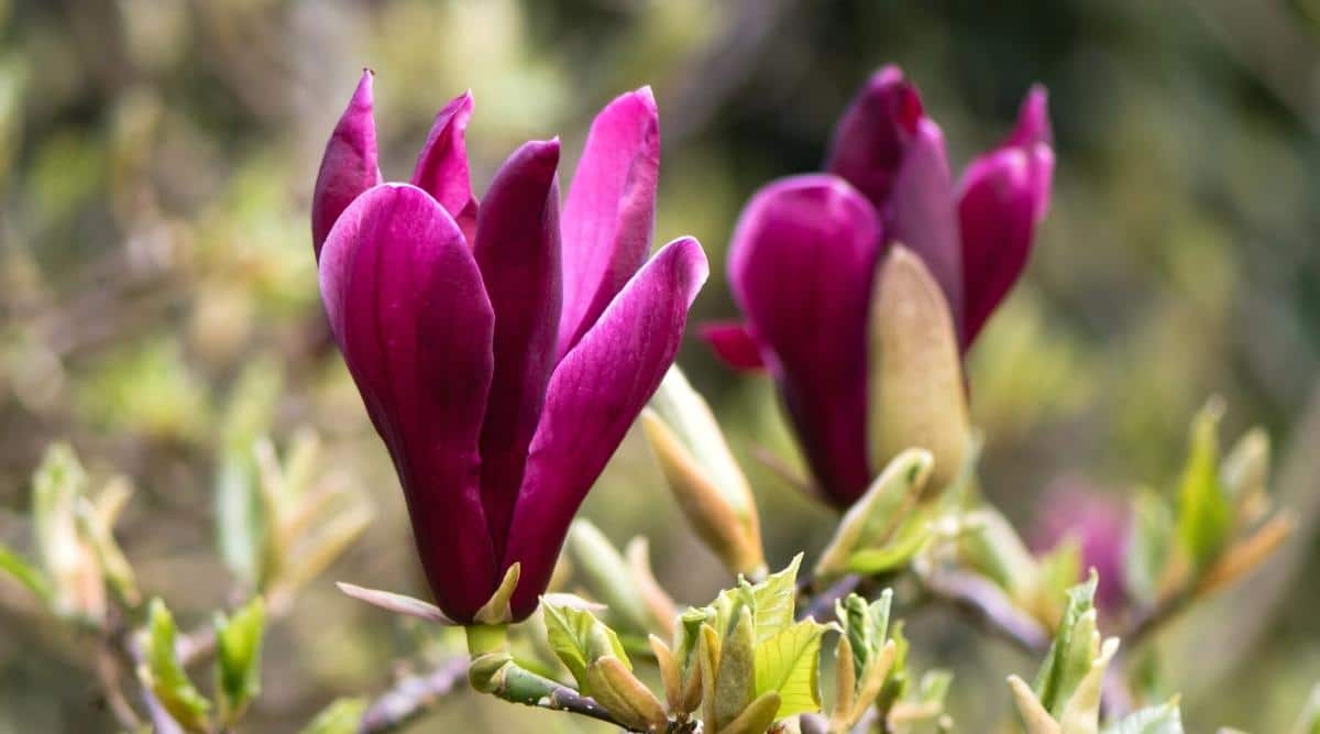 Primer plano de una flor púrpura oscura de Magnolia liliiflora 'nigra' contra un fondo borroso.  Una flor en forma de copa, compuesta de pétalos de color rojo púrpura oscuro con un interior de color rosa pálido.  Las hojas son pequeñas, de color verde pálido.