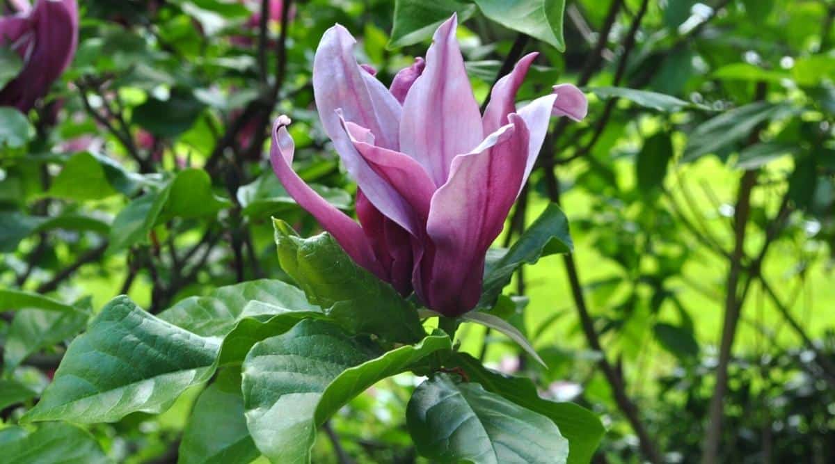 Primer plano de una flor Magnolia lilliflora 'O'Neil' en flor rodeada de hojas ovaladas de color verde oscuro.  Flor de tamaño mediano, color púrpura oscuro, forma de copa.  Los pétalos son de color púrpura oscuro, medio abiertos, de color púrpura pálido por dentro con un borde claro alrededor de los pétalos internos.