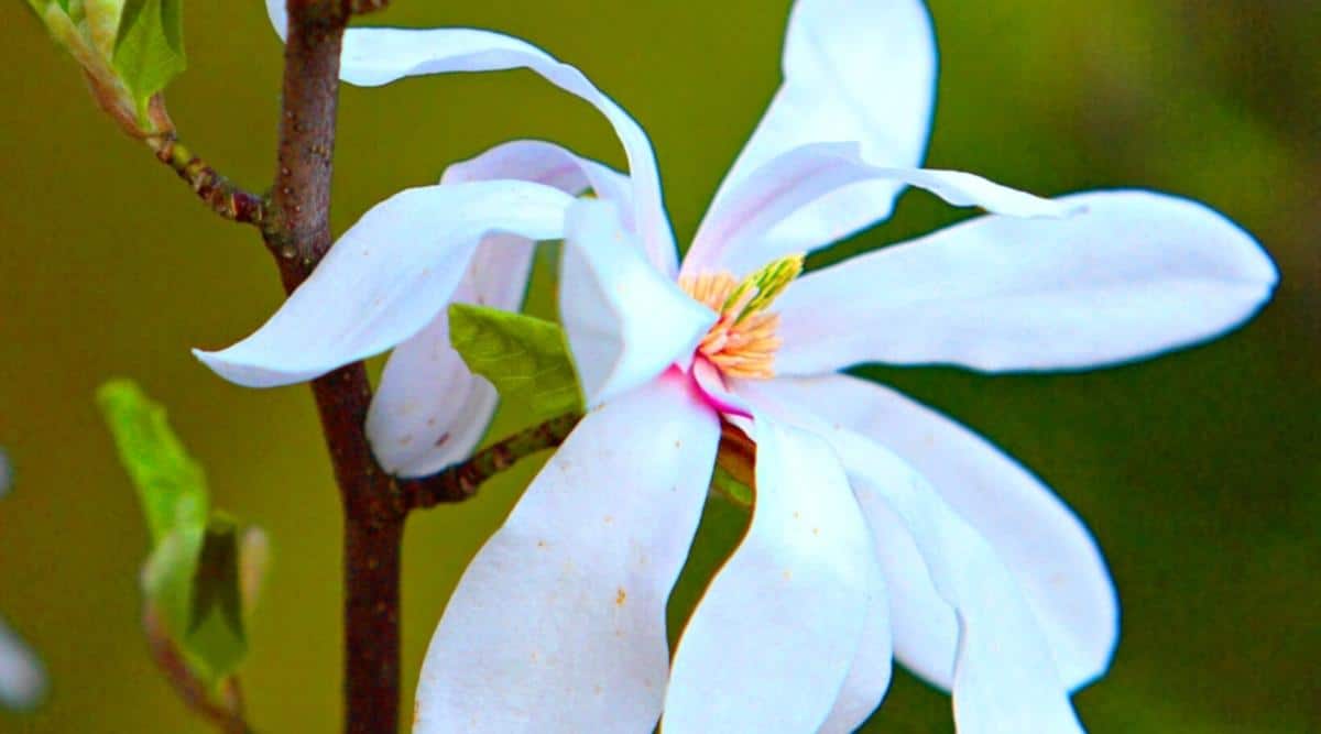 Primer plano de una flor blanca cremosa de Magnolia Salicifolia en flor contra un fondo verde borroso.  La flor es grande, de color blanco cremoso, con pétalos largos y delgados que rodean el carpelo con un tinte rosado y estambres amarillos.  La rama del árbol está desnuda, solo crecen unas pocas hojas pequeñas de color verde pálido.