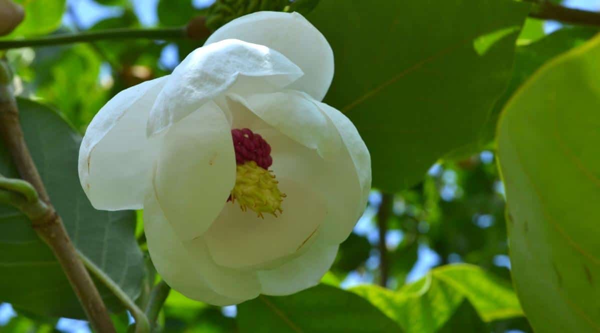 Primer plano de una flor Magnolia sieboldii 'Colossus' en flor rodeada de hojas grandes de color verde claro.  Una flor doble, en estado semicerrado, tiene grandes pétalos redondeados en varias filas que rodean un carpelo verde pálido rodeado de estambres carmesí.