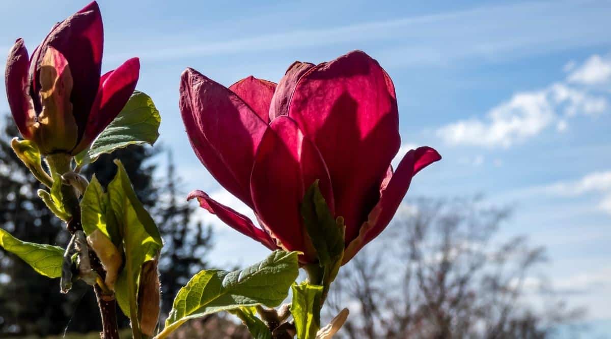 Primer plano de dos flores Magnolia soulangeana x liliiflora 'Genie' en flor contra el cielo azul en un jardín.  Las flores grandes tienen forma de tulipán y pétalos de color granate.  Las hojas de color verde pálido crecen en una rama alrededor de las flores.