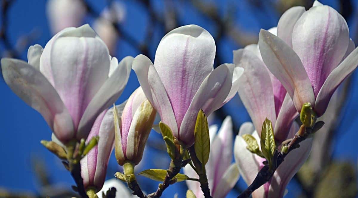 Primer plano de lentejas de agua florecientes en una rama de magnolia japonesa soulangeana 'Brozzonii' contra un cielo azul.  Las delicadas flores en forma de tulipán son de color blanco puro con un toque púrpura en la base de cada pétalo.  En una rama crecen varias hojas de color verde claro en forma de elipse.