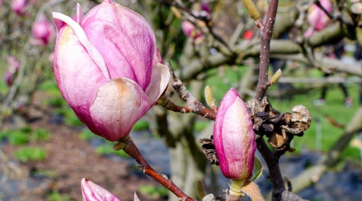 Primer plano de dos capullos de magnolia rosa brillante 'Rustica Rubra' sin abrir en un soleado jardín de primavera.  La flor tiene forma de platillo, de color rosa intenso en el exterior con pétalos interiores blancos.