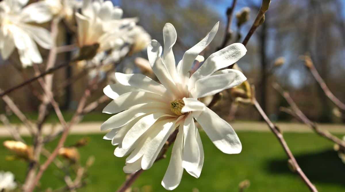 Primer plano de una gran flor Magnolia x Loebneri 'Encore' en forma de estrella en una rama desnuda en un jardín soleado.  La flor es grande y blanca con un leve matiz de rubor en pétalos largos y delgados dispuestos en varias filas alrededor del carpelo.  Los rayos del sol iluminan el floreciente magnolio.