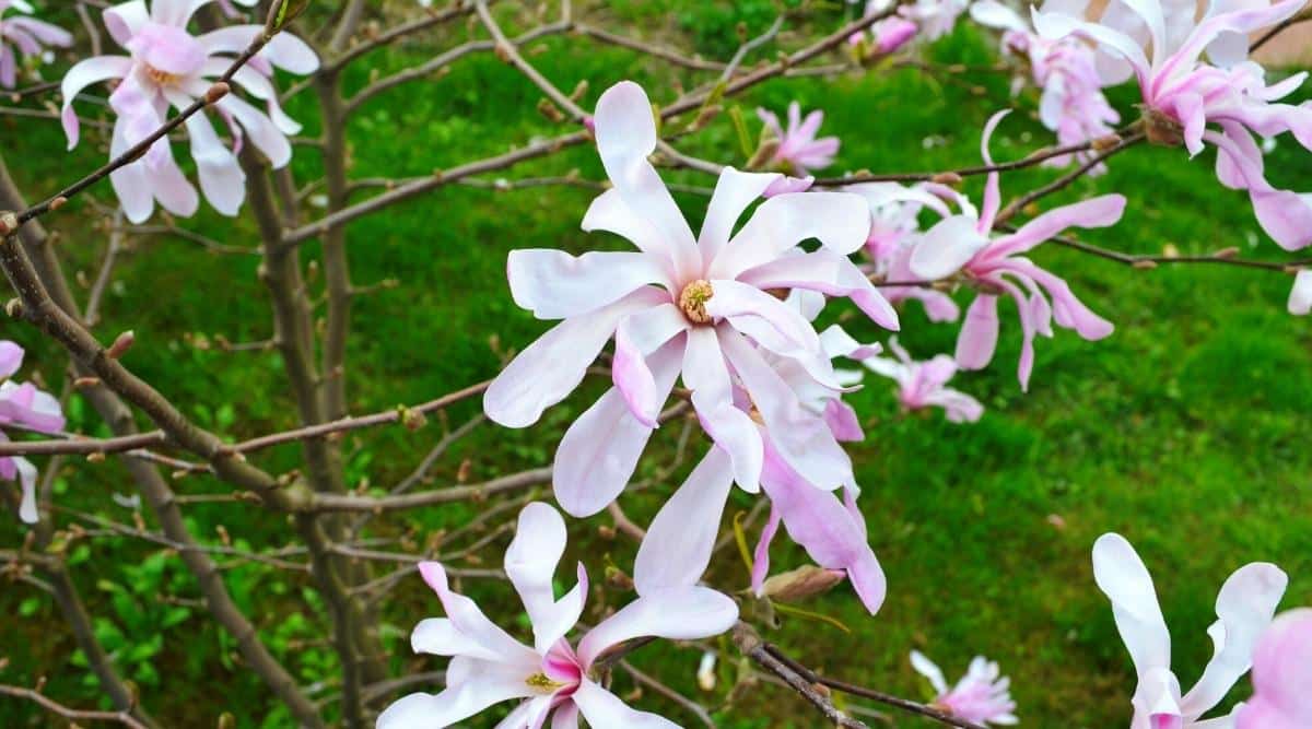 Primer plano de flores rosadas Magnolia x loebneri 'Leonard Messel' en ramas desnudas en un jardín.  Las flores son abiertas, grandes, en forma de estrella, tienen pétalos largos y estrechos dispuestos en dos filas, blancas por dentro y de color rosa suave por fuera, el centro es amarillo.  Hierba verde fresca borrosa en el fondo.