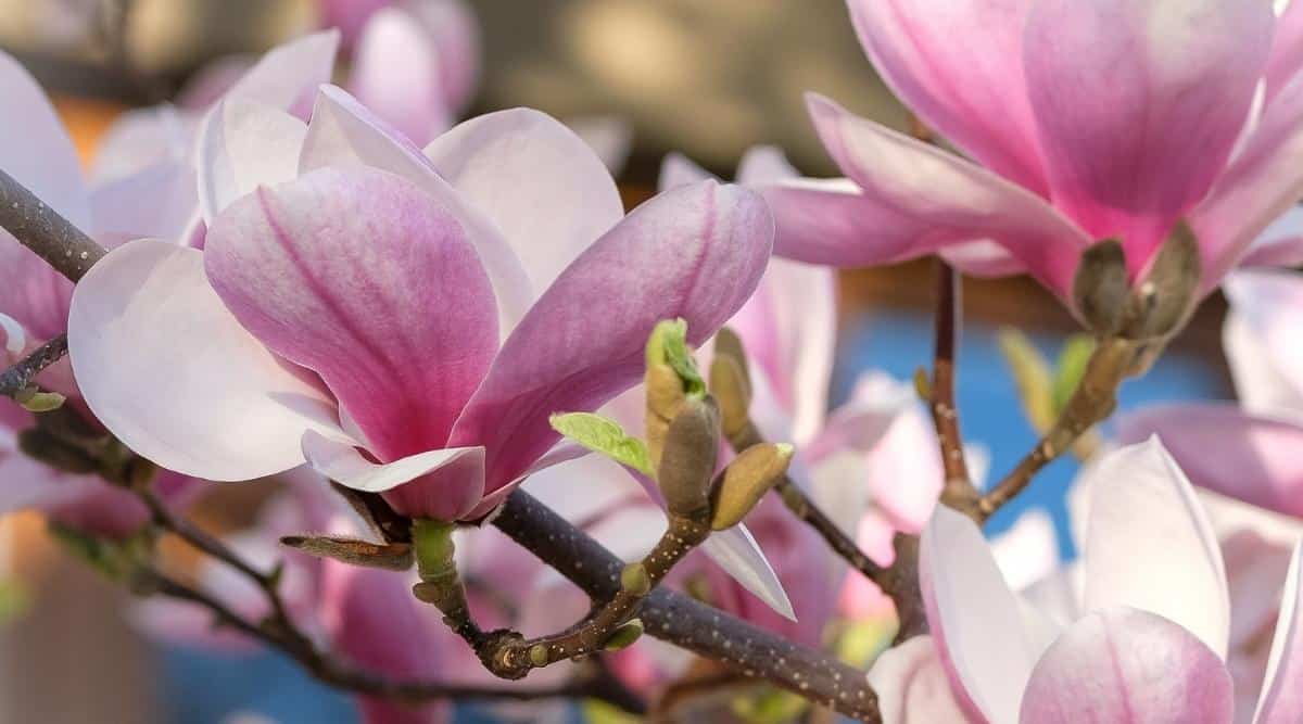 Primer plano de las delicadas flores abiertas de Magnolia x 'Jane'.  Las flores tienen forma de tulipán y constan de 6 a 8 pétalos, que son de color púrpura rojizo en el exterior y blanco puro en el interior.  Las ramas son fuertes, desnudas, sin hojas.