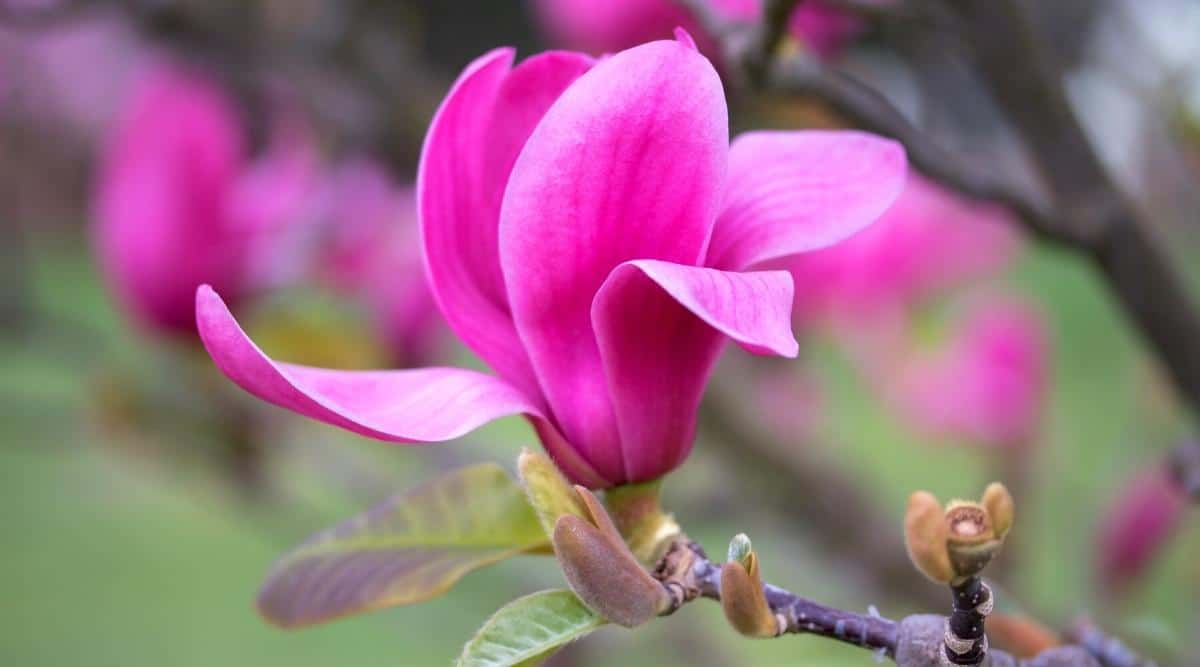 Primer plano de una flor Magnolia x 'Vulcan' de color rosa púrpura vibrante contra un fondo borroso de un árbol en flor en un jardín.  La flor es de color rosa púrpura, en forma de copa.  Las hojas son ovaladas, de color verde con un tinte púrpura.