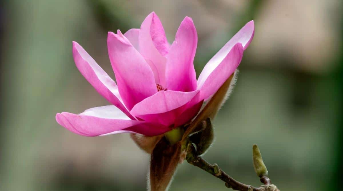 Primer plano de una flor de magnolia 'Cameo' en flor en una rama desnuda contra un fondo borroso verde oscuro.  La flor está semiabierta, en forma de copa, los pétalos son morados por fuera y blancos por dentro.  Los estambres son visibles en el medio de la flor.