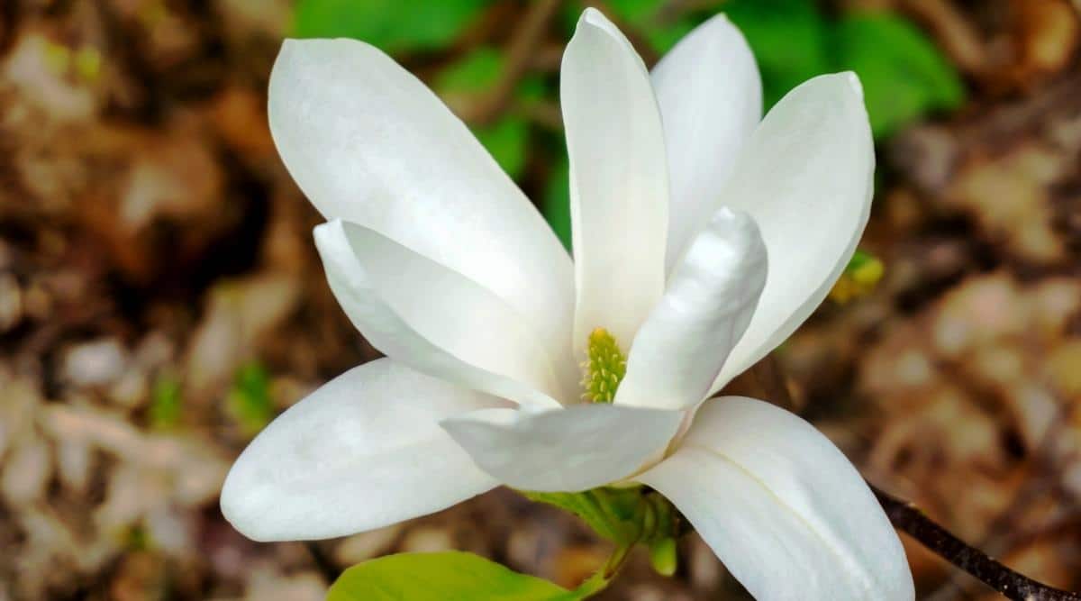 Primer plano de una flor Magnolia 'Fairy Cream' contra un fondo borroso en un jardín de primavera.  La flor es pequeña, en forma de estrella, blanca como la nieve con pétalos oblongos redondeados, no completamente abiertos, rodeando el carpelo verde.