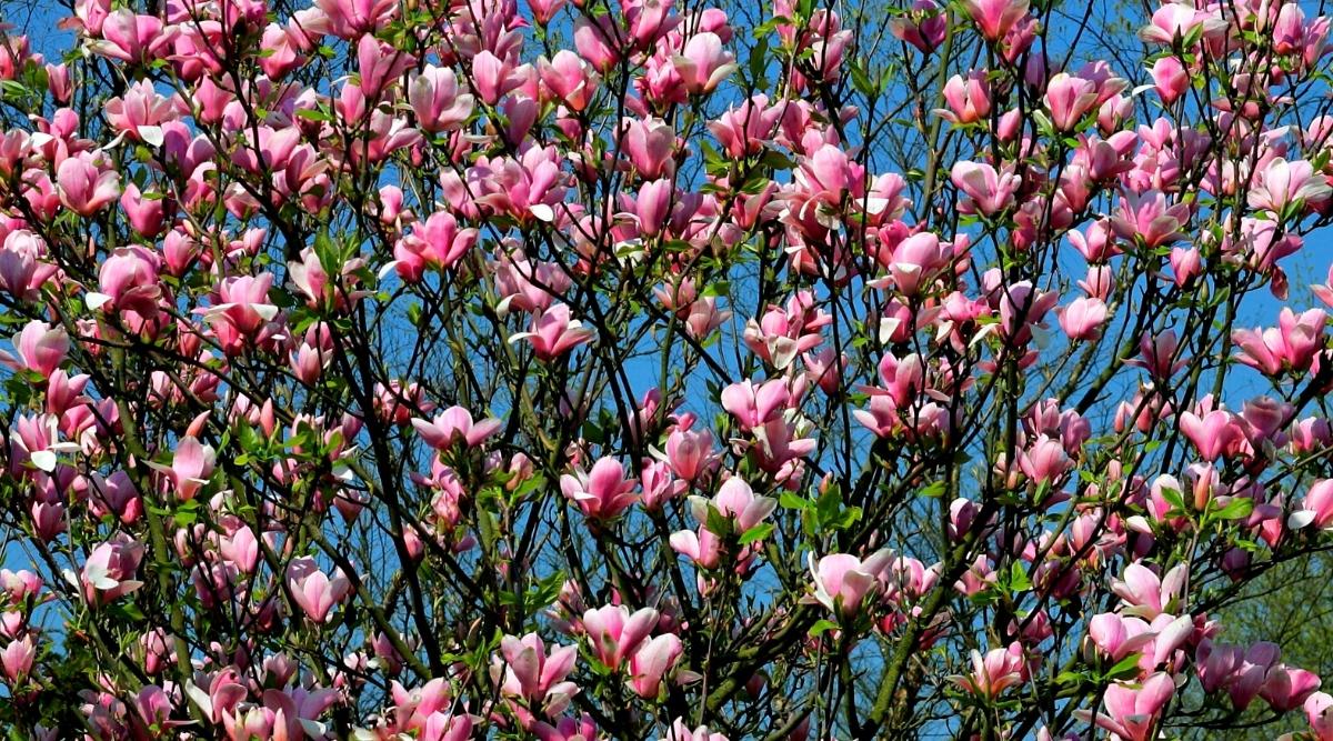 Un árbol de Magnolia 'Ricki' densamente floreciente contra un cielo azul.  Las flores son de tamaño mediano, en forma de copa, con pétalos redondeados de color rosa pálido.  Pequeñas hojas ovaladas de color verde claro crecen en ramas rodeadas de flores.