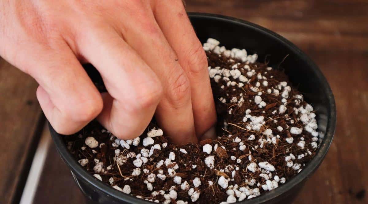 Primer plano de un jardinero usando dos dedos para crear un agujero en el suelo que se mezcla con perlita sujeta por un recipiente redondo de plástico negro.