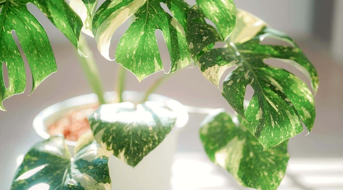 Primer plano de una planta de interior monstera con hojas variegadas en una olla de cerámica blanca.  La planta está iluminada por la luz del sol.