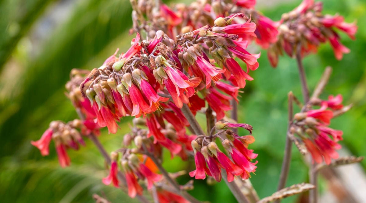 Primer plano de una suculenta Kalanchoe floreciente contra un fondo verde borroso.  Racimos de flores en forma de campana de color rosa coral que cuelgan de ramas robustas y rojizas, que recuerdan a los candelabros.