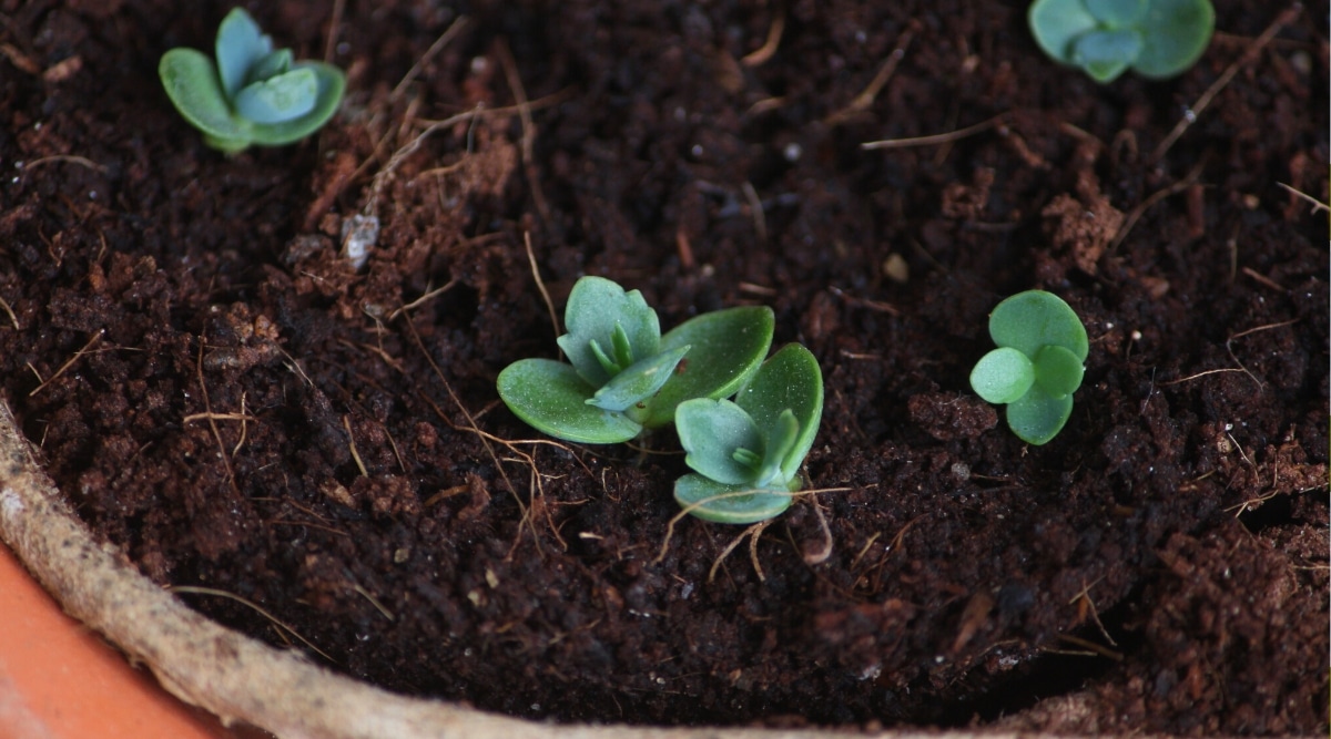Primer plano de pequeñas plántulas recién plantadas de una suculenta en suelo húmedo y suelto.  Las plántulas tienen cuatro hojas redondeadas de color verde azulado.