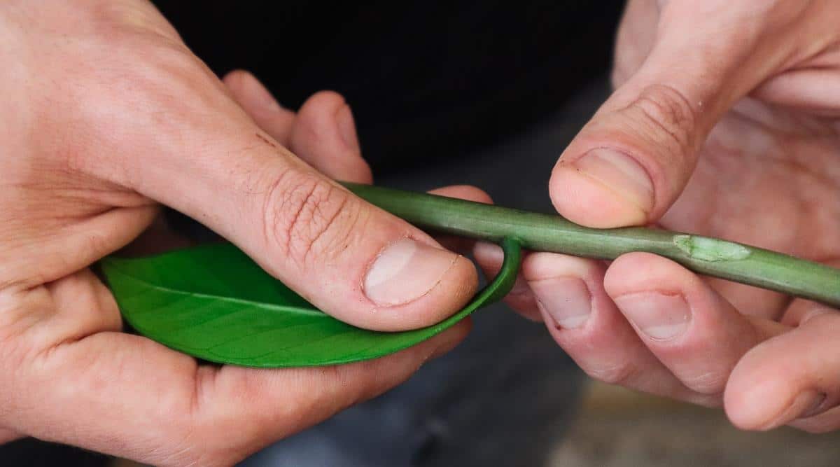 Primer plano de jardinero pelando una hoja verde brillante de un tallo verde usando sus manos.  En el tallo hay una mancha donde se ha quitado visiblemente una hoja, dejando una cicatriz.