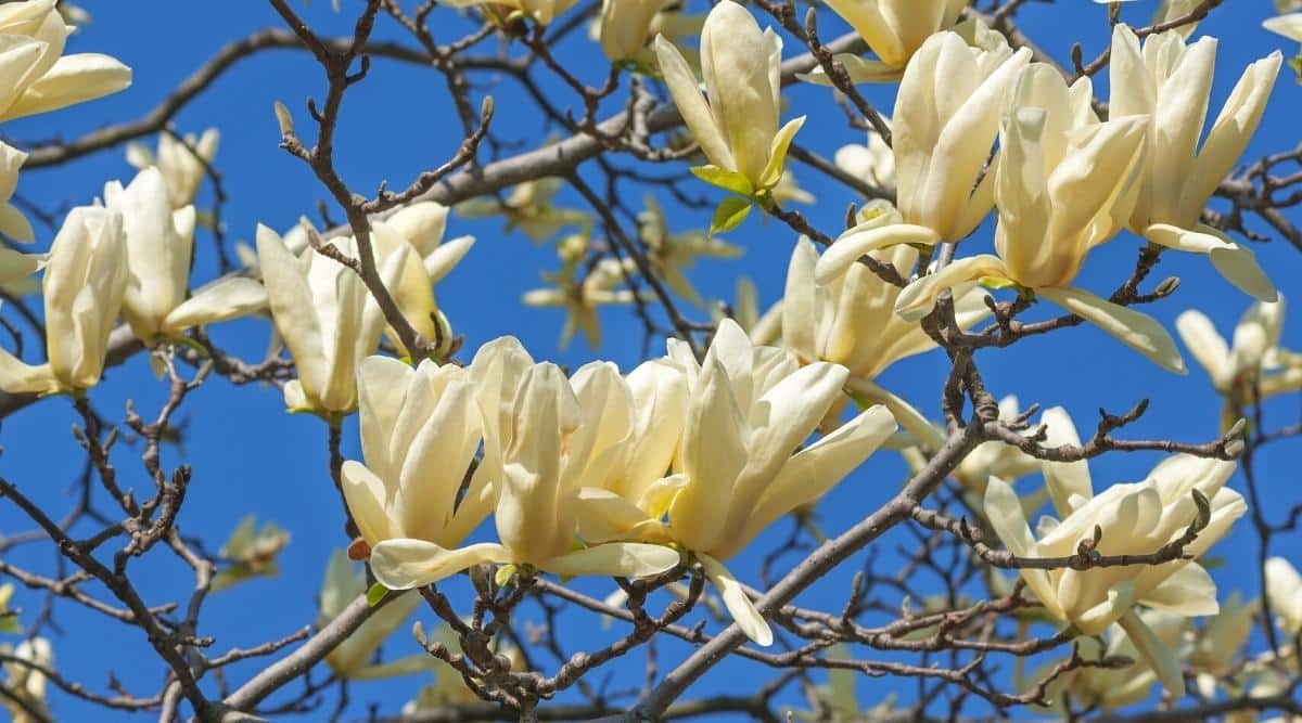 Primer plano de flores de color blanco cremoso sobre ramas desnudas de Magnolia acuminata x Magnolia denudata contra un cielo azul.  Las flores tienen forma de copa, de tamaño mediano, de color amarillo cremoso pálido con un tinte verdoso en la base de los pétalos.