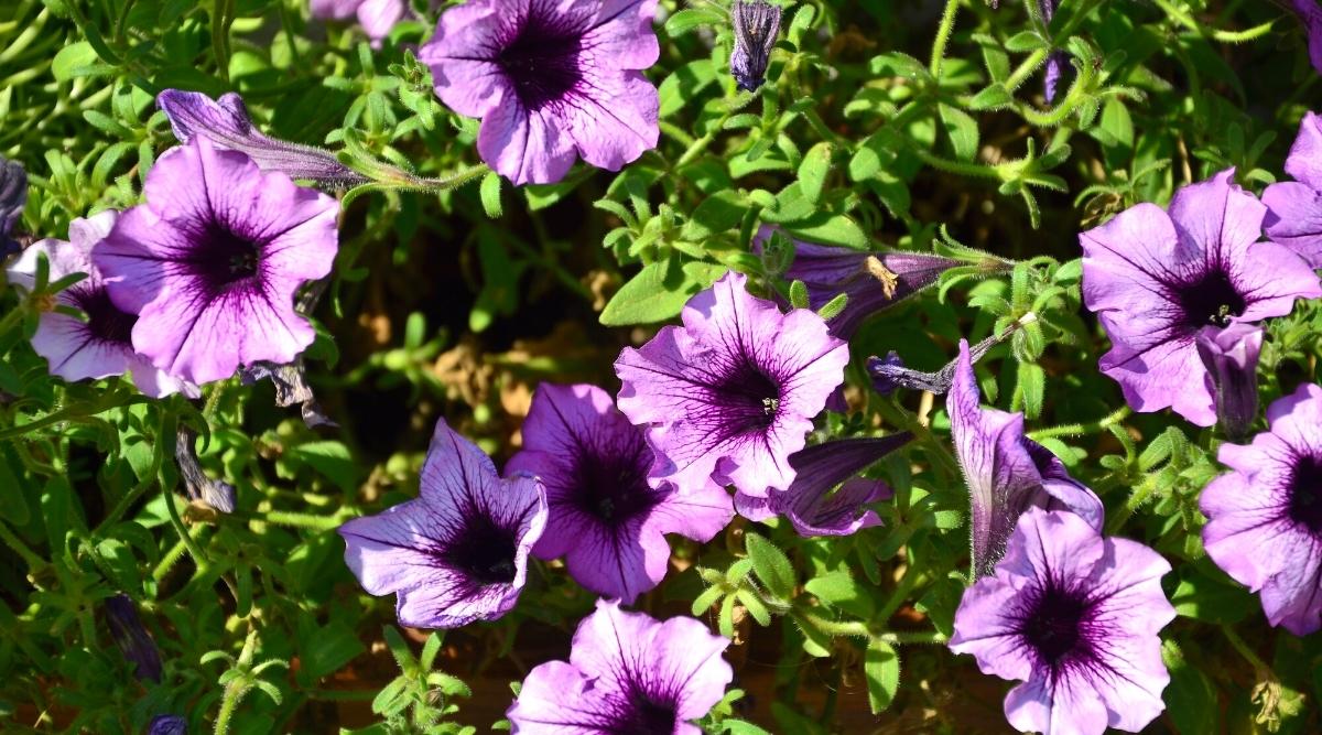 Primer plano de una Petunia en flor 'Celebridad' con grandes flores de color púrpura suave con pétalos ondulados.  Las flores tienen forma de embudo con una garganta de color púrpura más oscuro.  Los tallos y hojas de la petunia son de color verde brillante, pubescentes con pelos glandulares y simples.  Arbusto de petunia iluminado por pleno sol.