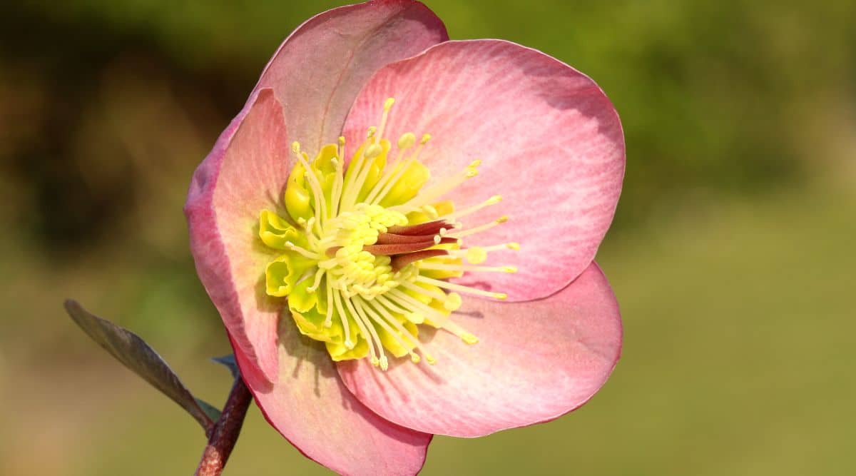 Primer plano de la flor de eléboro de escarcha rosa en flor rosa sobre fondo verde borroso.  Una flor en forma de copa, consta de cinco pétalos redondeados de color rosa pálido y estambres de color amarillo brillante en el centro.