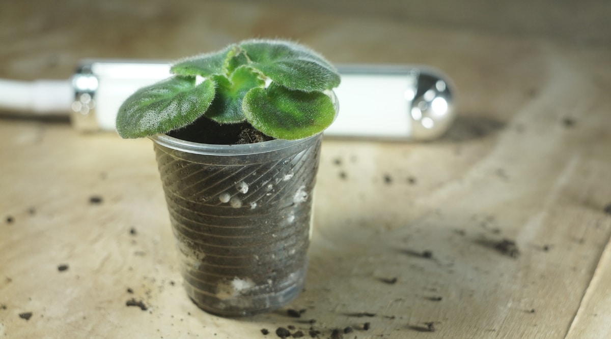 Una plántula joven está en una pequeña taza de plástico con tierra para macetas.  Detrás de la planta hay una luz de crecimiento que se usa para proporcionar iluminación artificial para ayudar a que la planta crezca.