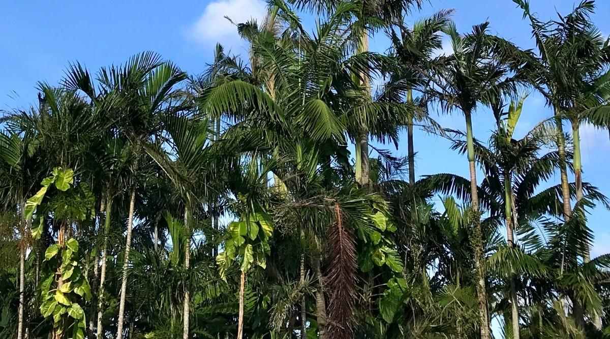 Varias Ptychosperma elegans altas creciendo en la naturaleza.  Cada árbol es muy alto con un tronco delgado y resistente que es gris, pero alrededor de 3/4 de su altura se vuelve de color verde brillante.  La punta de cada árbol tiene una copa de un verde más oscuro con varias frondas parecidas a plumas que crecen hacia arriba y hacia afuera.  Algunos de los árboles tienen hojas tropicales muy grandes y anchas trepando por ellos.  Un cielo azul brillante en el fondo.