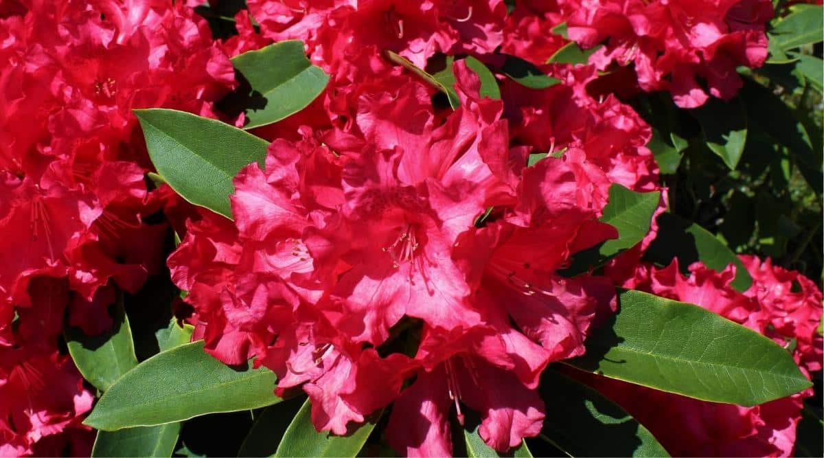 Primer plano de las flores de color carmesí brillante de la azalea 'Red Ruffles', cada una de las cuales consta de 5 pétalos con bordes ondulados, cuyos núcleos contienen 5 largos estambres carmesí.  El arbusto florece bajo la luz del sol.