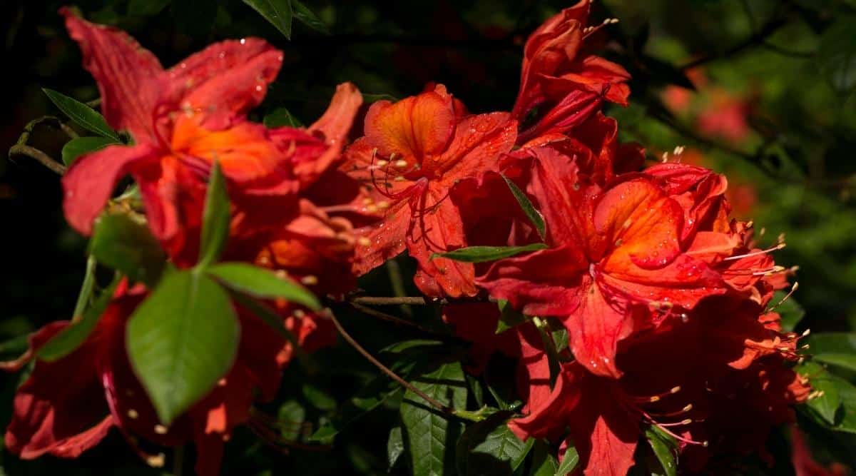 Primer plano de las deliciosamente hermosas flores de color rojo brillante con un tinte anaranjado.  Las flores se agrupan en pinceles, constan de 5 pétalos de textura oblonga.  Del centro de las flores crecen 5 largos estambres rojos. 