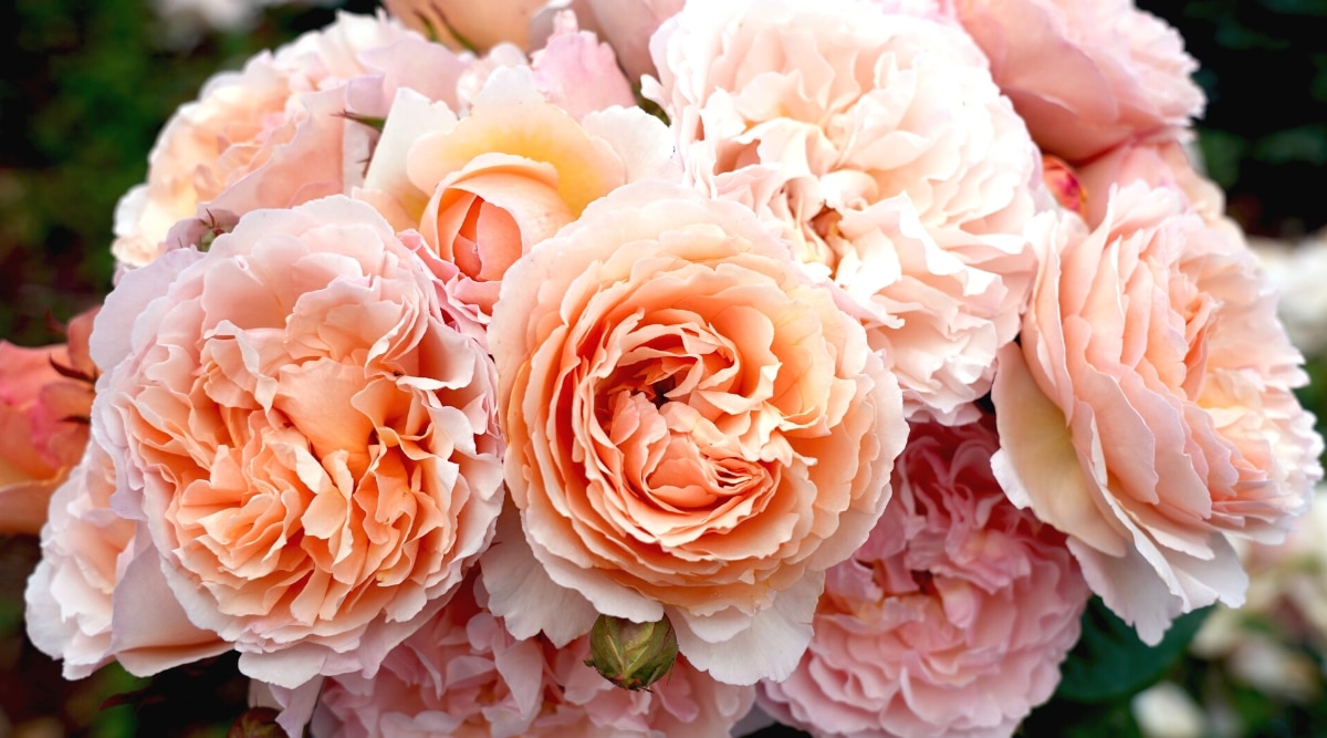 Primer plano de hermosas rosas grandes 'MEIdysouk' dispuestas en un ramo.  Los cogollos son grandes, terrosos, exuberantes y con forma de peonía, y consisten en pétalos de color rosa albaricoque con elegantes volantes en los bordes.