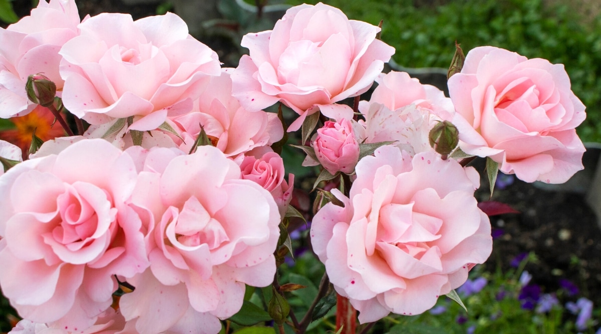 Un primer plano de un rosal floreciente 'Meitonje' en el jardín.  Las flores son de copa, dobles, consisten en pétalos de color rosa suave ligeramente ondulados en los bordes.  Muchos brotes sin abrir crecen en un arbusto.