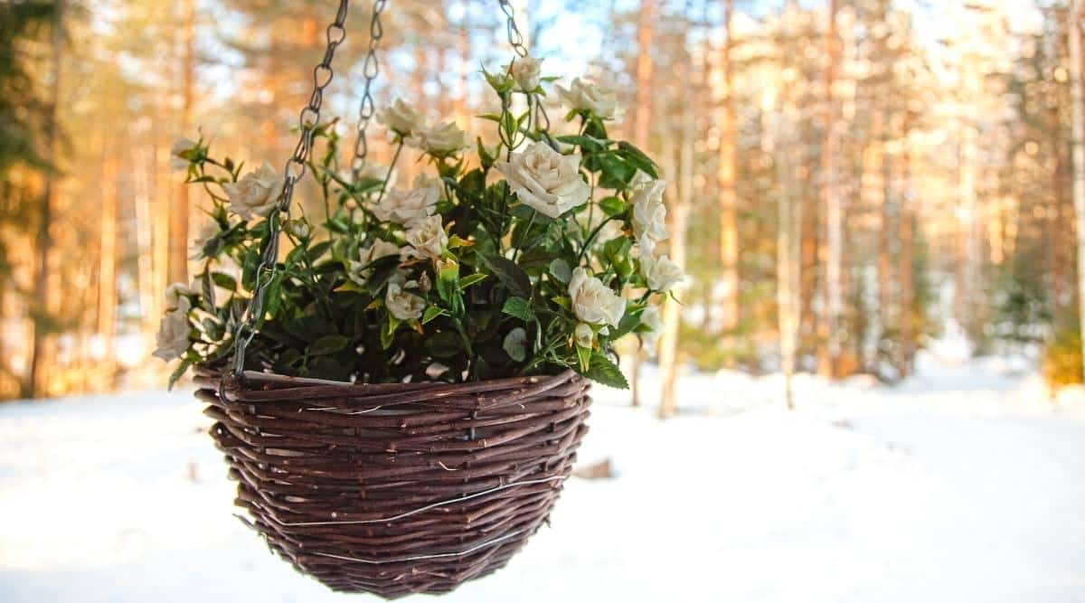 Una rosa blanca bellamente floreciente en una cesta de mimbre colgante cuelga afuera en invierno contra el telón de fondo de un jardín cubierto de nieve.  Un pequeño rosal tiene flores dobles blancas y hojas ovaladas de color verde oscuro con bordes dentados.