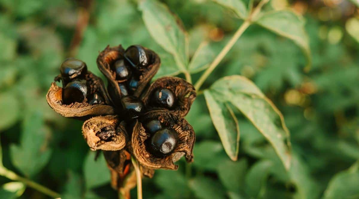 Primer plano de la cabeza de semilla de una peonía de árbol en otoño.  Las semillas negras redondas, una o dos, se encuentran en cinco cajas leñosas redondas unidas al tallo.  Hojas borrosas en el fondo.