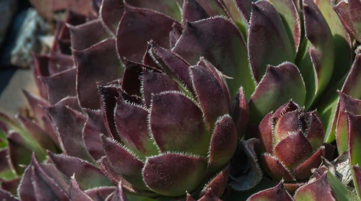 Vista lateral, primer plano de las hojas de la suculenta Sempervivum 'Black'.  Hojas grandes, carnosas, de color verde en la base de la planta, que se vuelven de color púrpura oscuro hacia los extremos, forman rosetas densas.  Las hojas tienen delgados cilios blancos a lo largo de los bordes.