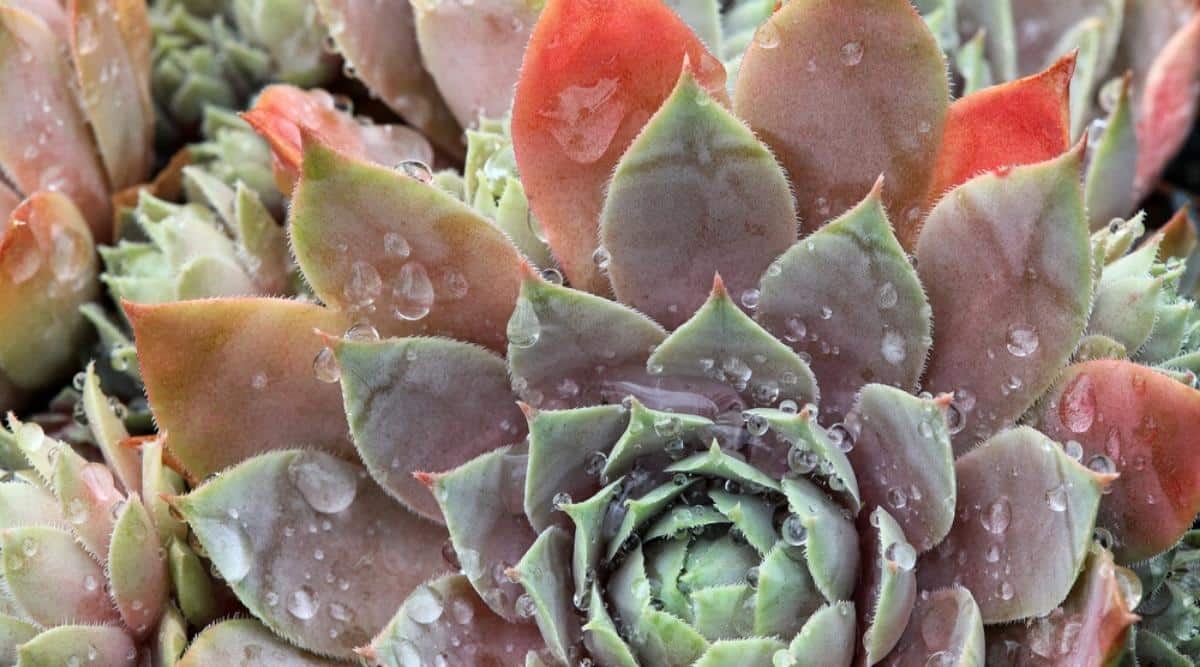 Primer plano de una planta Sempervivum 'Magnificum' cubierta de gotas de agua.  La roseta densa consiste en hojas carnosas y compactas de color púrpura polvoriento y verdoso.  Las hojas tienen puntas puntiagudas.