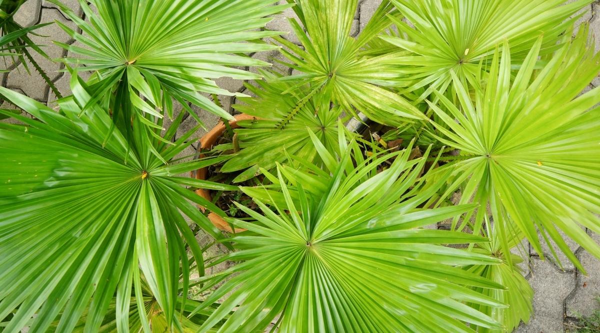Serenoa reprende desde arriba.  La planta tiene varias hojas redondas de color verde brillante en forma de abanico que se dividen hacia las puntas y crecen de dos contenedores redondos en una pasarela de ladrillo gris.