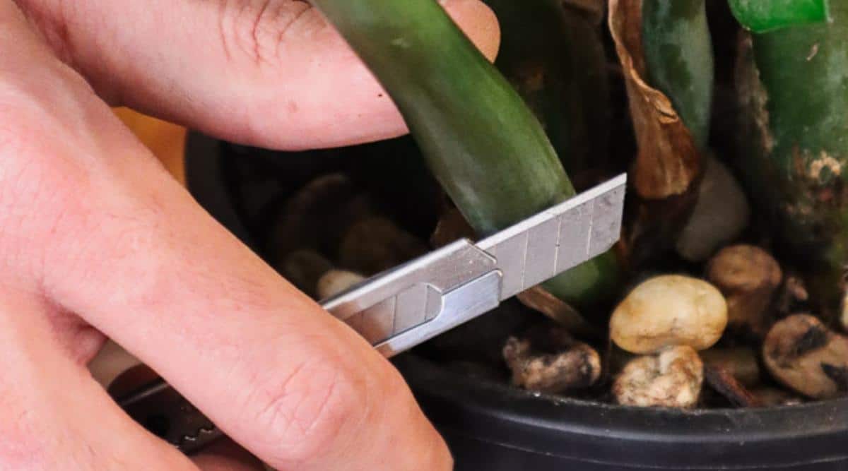 Primer plano de una hoja de afeitar afilada sostenida por un jardinero en la base de un tallo verde de una planta Zamioculcas zamiifolia. 