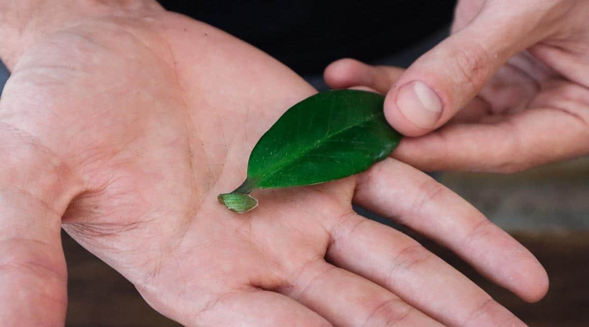 Jardinero sosteniendo una sola hoja verde larga y ovalada en la palma de su mano.  Parte del tallo todavía está unido a la base de la hoja.