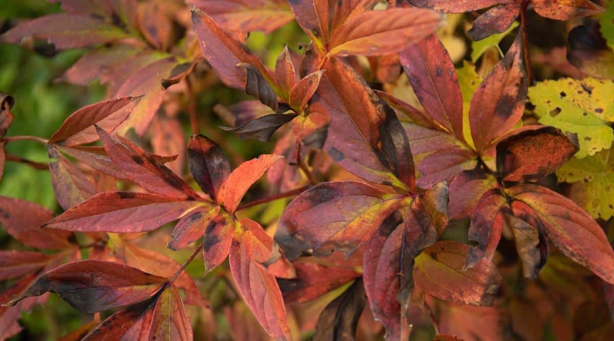 Primer plano de hojas podridas de color rojo anaranjado de un arbusto de peonía.  Las hojas son pinnadas, de color naranja brillante, de color rojizo con manchas negras.