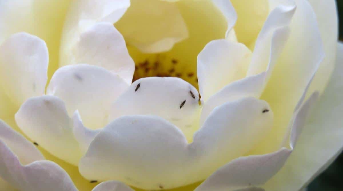 Primer plano de muchos pequeños trips en pétalos de peonía blanca como la nieve.  La flor es semidoble, los pétalos grandes están dispuestos en varias filas, los estambres están ubicados en el centro.