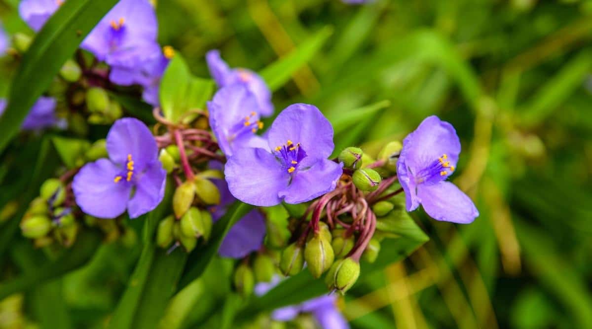 Primer plano de flores de Spiderwort púrpura florecientes contra hojas de color verde brillante.  Las flores están en racimos redondeados en el ápice del brote y tienen tres pétalos de color púrpura brillante que rodean un centro peludo de color púrpura oscuro con seis estambres llamativos de color amarillo brillante.