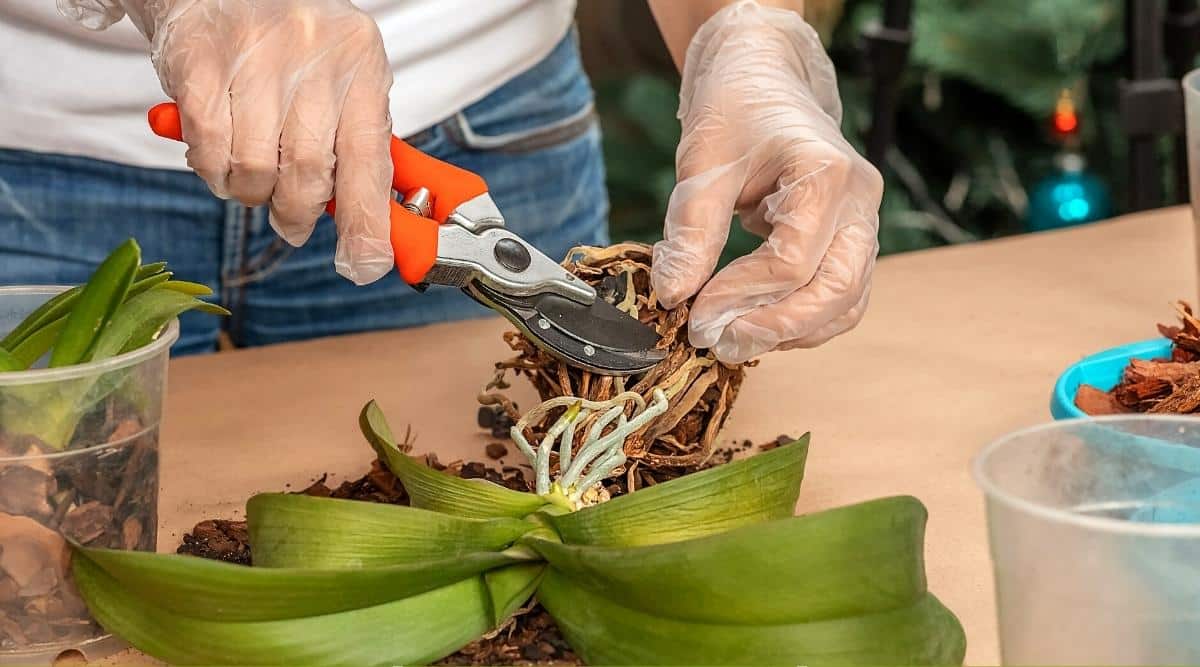 El primer plano de las manos femeninas con guantes transparentes cortó las raíces de una orquídea con tijeras de podar naranjas para trasplantarla.  Hay un recipiente con mezcla de suelo y otras plántulas sobre la mesa. 