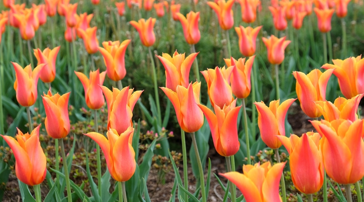 Gran cama de flores con tulipanes 'Ballerina' de color rojo anaranjado brillante que florecen en el jardín.  Las flores son hermosas, tienen pétalos largos y puntiagudos, curvados hacia afuera en las ventanas.  El color de los pétalos es rojo anaranjado con una llama central carmesí más rica y bordes amarillentos.  Los tallos son delgados y largos.  Las hojas son largas, delgadas y de color verde brillante con bordes ligeramente ondulados.