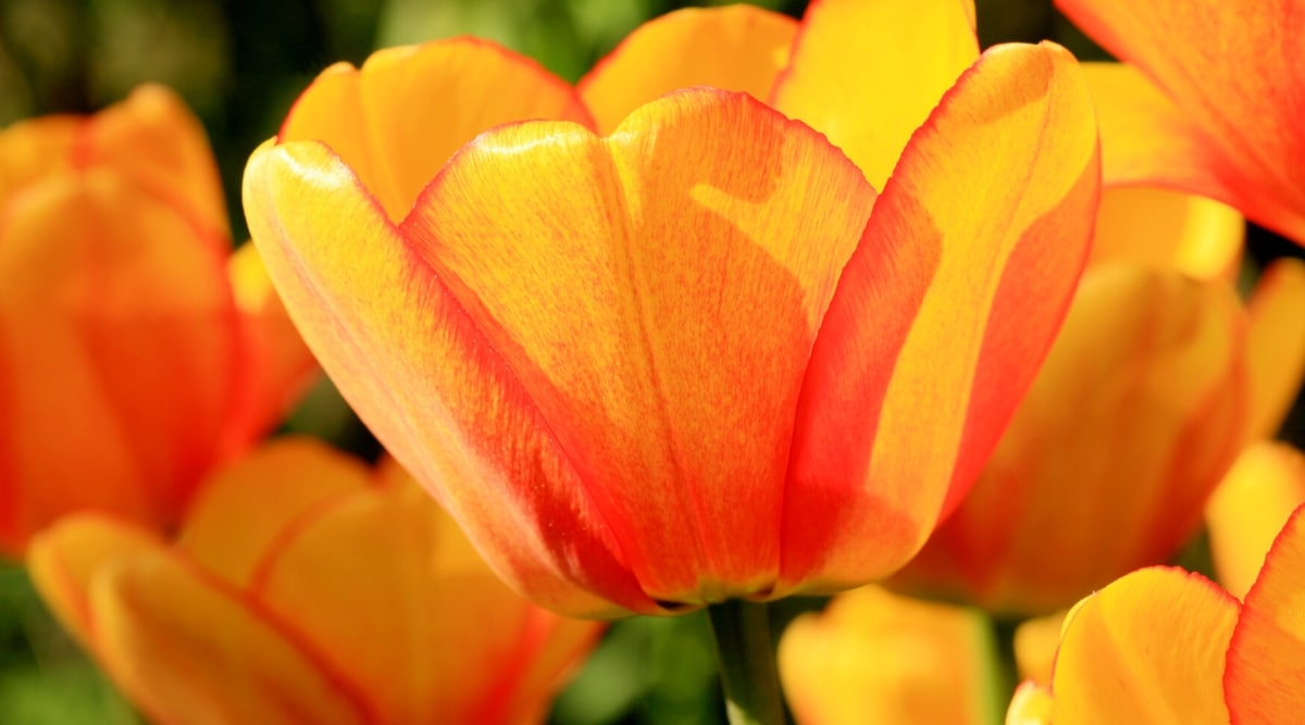 Primer plano de la flor Tulipa 'Desert Sun' en plena floración contra los tulipanes en flor en un jardín a pleno sol.  La flor es grande, en forma de copa, consta de 6 pétalos de un color naranja dorado brillante con un borde más oscuro.