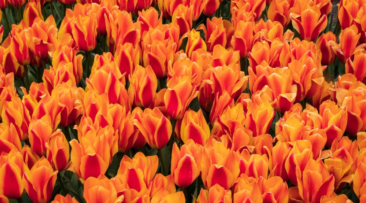 Vista superior, primer plano del tulipán brillante densamente floreciente 'King's Orange'.  Las flores tienen forma de copa, compuestas de pétalos en forma de corazón.  Los pétalos tienen un intenso color naranja intenso en el centro y un color más claro en los bordes.