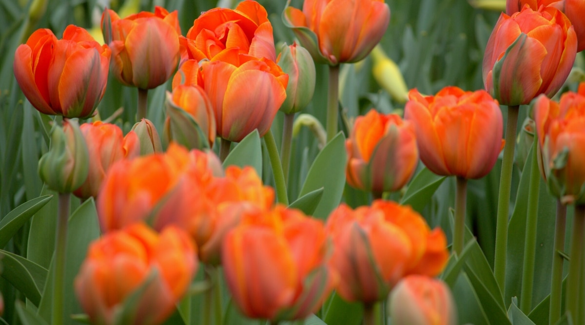 Flores florecientes de tulipa 'Marmalade' en abundancia entre un follaje verde brillante, delgado y en forma de cinta.  Las flores son grandes, en forma de copa, tienen pétalos ovalados de color naranja brillante con rayas verdes únicas.  Algunos capullos de tulipanes verdes aún no han florecido.