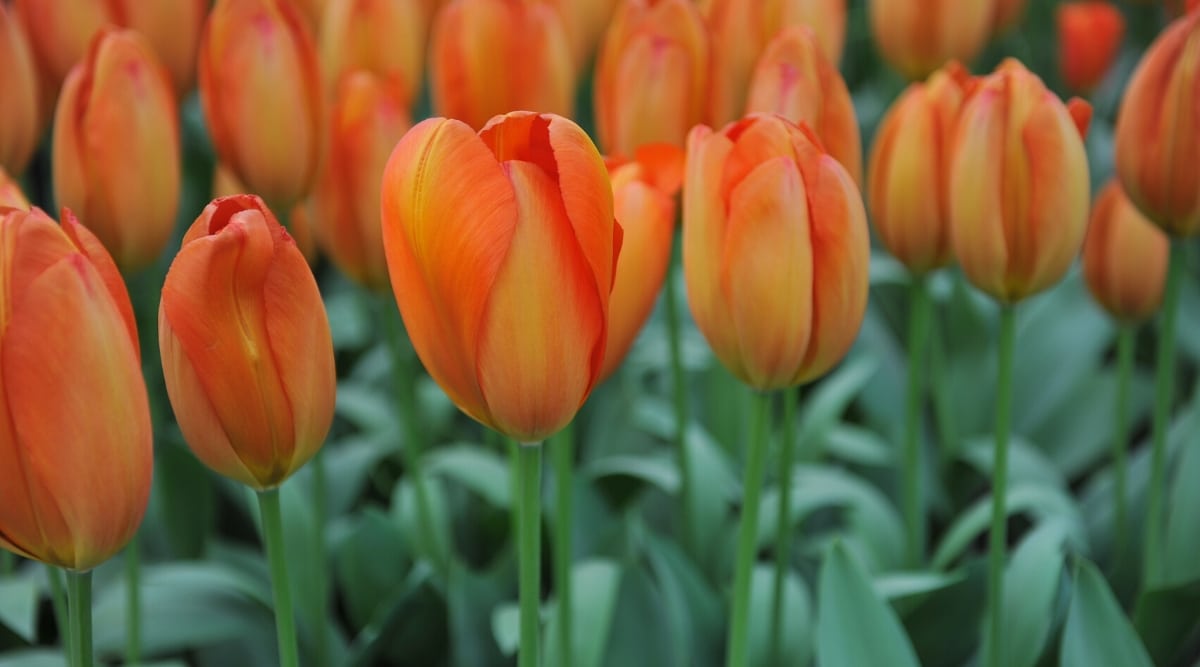 Imagen de muchos tulipanes naranjas 'Globo naranja' en flor en el jardín.  Las flores son grandes, en forma de copa, con pétalos de color naranja brillante y bordes de mandarina.  Los tallos son largos y fuertes.