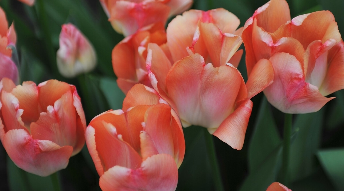 Imagen de cuatro tulipanes 'Orange Pride' en flor contra un fondo borroso de tulipanes en flor y follaje verde brillante.  Flores clásicas en forma de tulipán, en forma de copa, con pétalos que combinan tonos melocotón, calabaza y salmón.  La base de la flor es blanca, convirtiéndose gradualmente en un suave tono melocotón.  Los pétalos están ligeramente ondulados en los bordes.