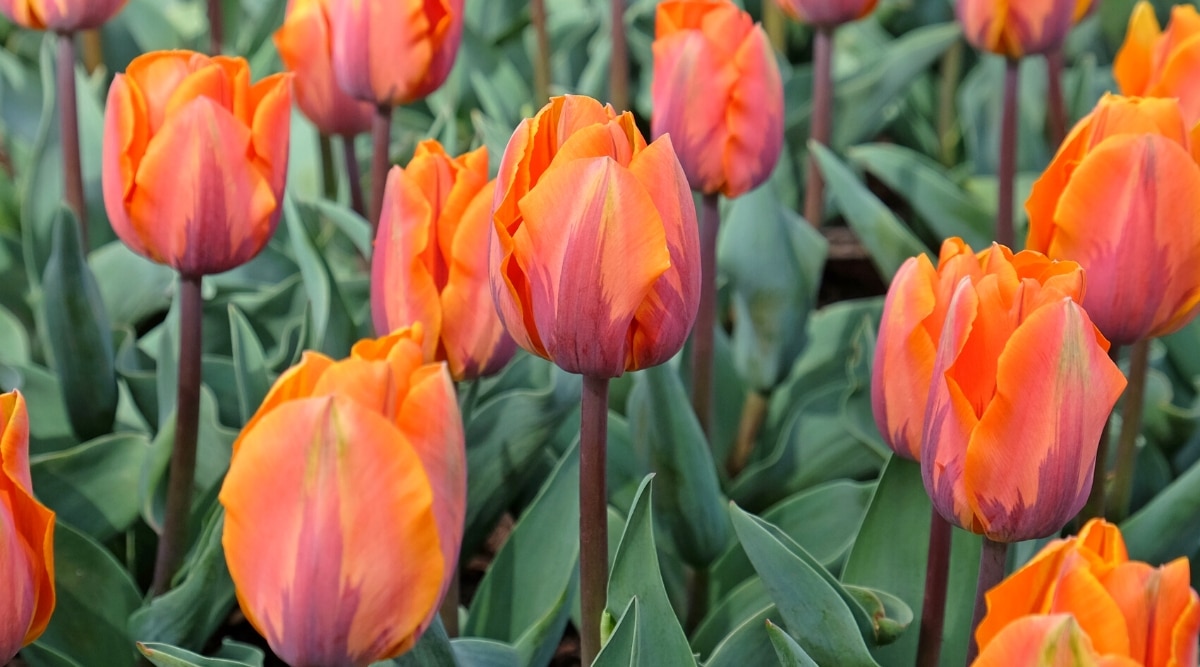 Primer plano de los tulipanes 'Princes Irene' que florecen entre un gran follaje verde azulado.  Las flores son grandes, en forma de copa, con pétalos de un color naranja suave que se torna en un hermoso color vino en el centro.  Los tallos son gruesos, de color marrón púrpura.