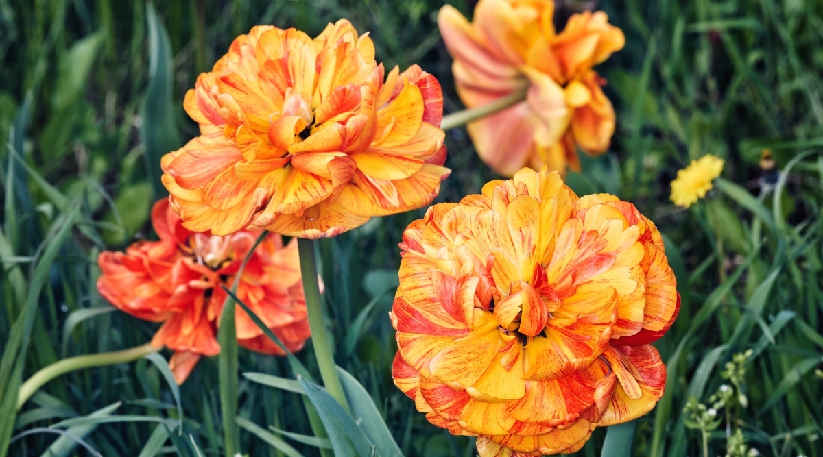 Primer plano de dos tulipanes dobles 'Sunlover' contra un fondo borroso de tulipanes en flor en medio de un follaje verde oscuro.  Las flores son grandes, en forma de peonía, abiertas, se componen de muchas capas de pétalos.  Los pétalos de tulipán son una mezcla de tonos mandarina dorados y rojo anaranjado.